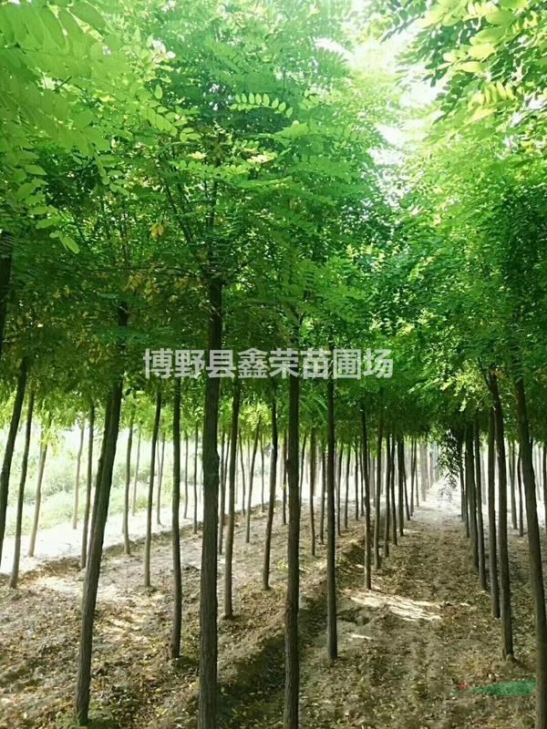 18公分刺槐出售19公分刺槐