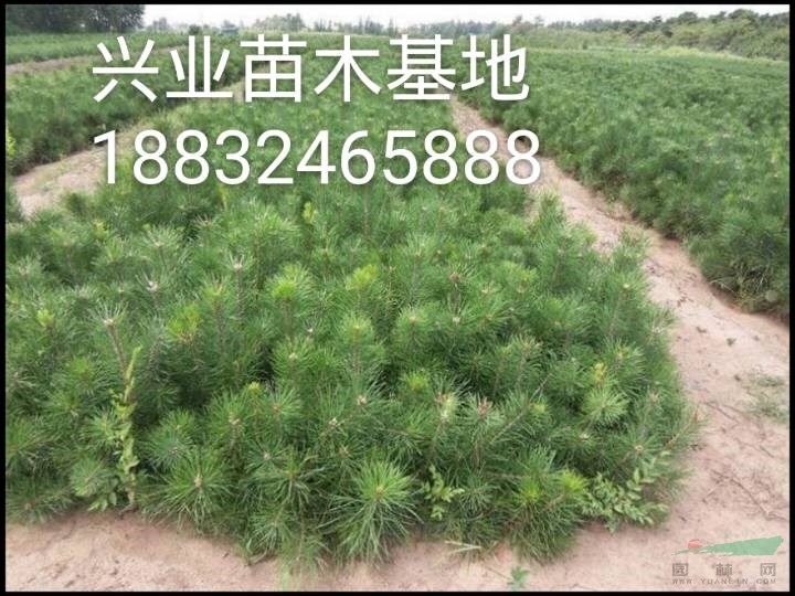 樟子松,营养杯苗,河北围场有售