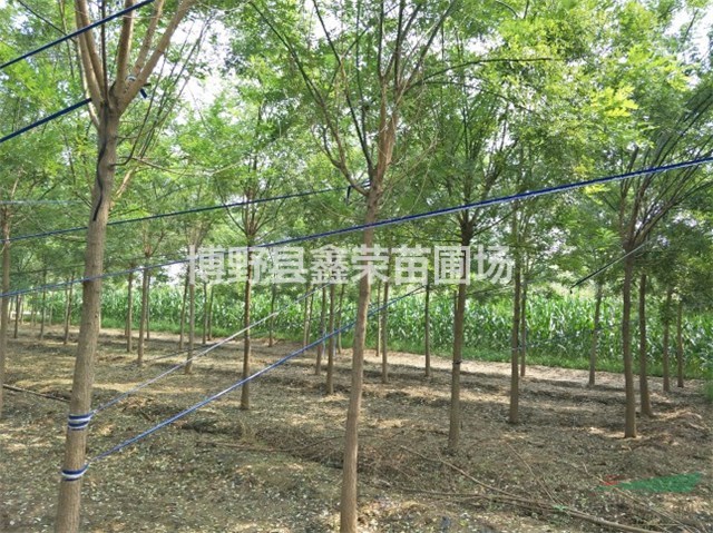 2公分國槐價格4公分國槐