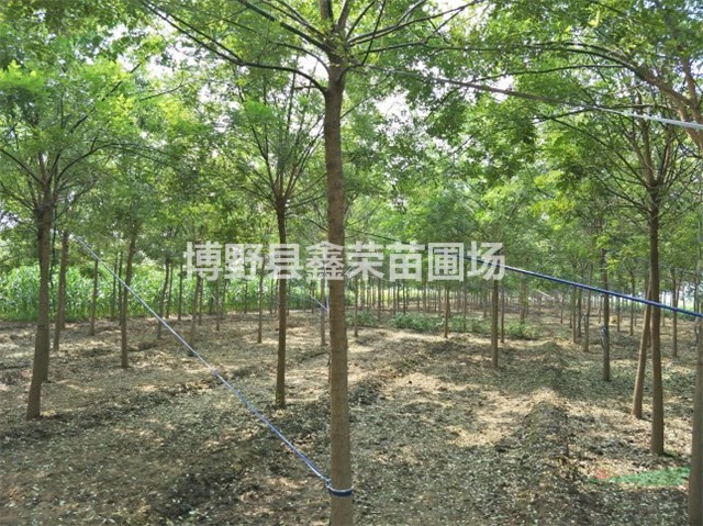 2公分國槐價格4公分國槐