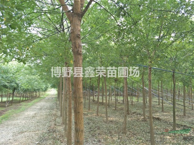 6公分國槐報價8公分國槐