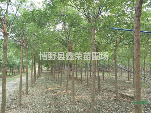 6公分國槐報價8公分國槐
