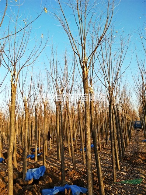 14公分香花槐供應(yīng)16公分香花槐