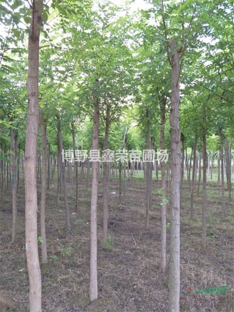 14公分香花槐供應(yīng)16公分香花槐