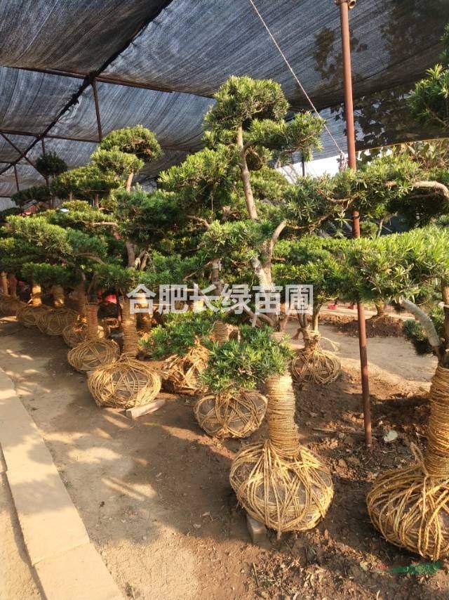 安徽合肥供应造型罗汉松，造型红花继木，小叶女贞，造型榔榆