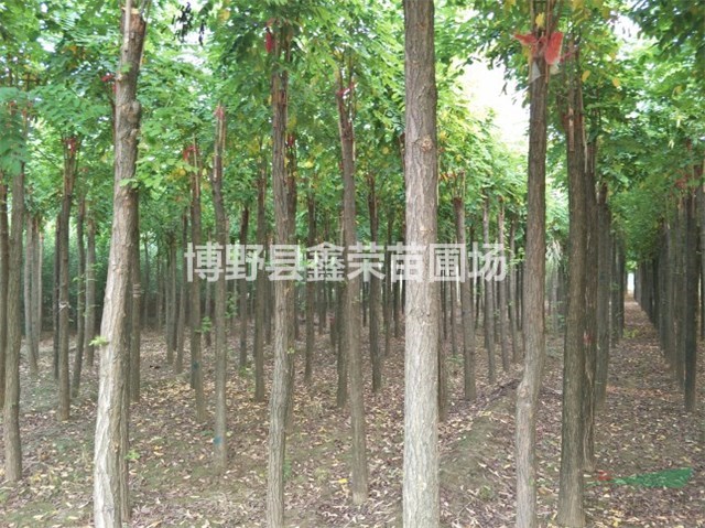 6公分紅花槐報價8公分紅花槐