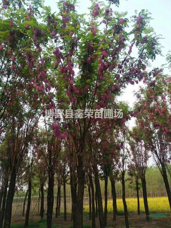 11公分紅花槐樹(shù)苗13公分紅花槐