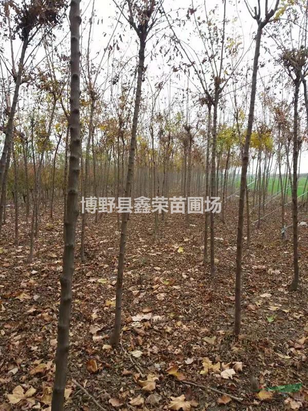 11公分紅花槐樹(shù)苗13公分紅花槐