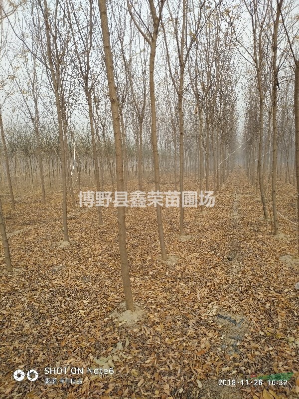 15公分紅花槐批發(fā)17公分紅花槐
