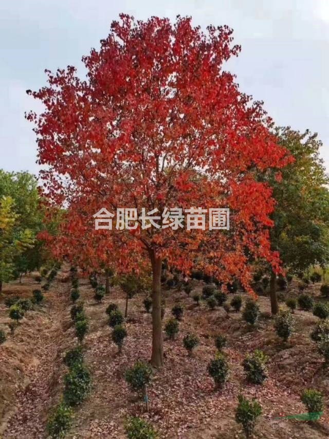 安徽合肥苗圃直銷叢生紫薇，烏桕，桂花，紅花玉蘭，肥西苗木價格