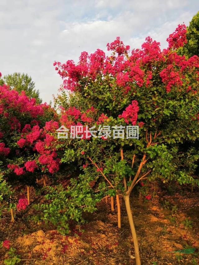 安徽合肥苗圃直銷叢生紫薇，烏桕，桂花，紅花玉蘭，肥西苗木價格