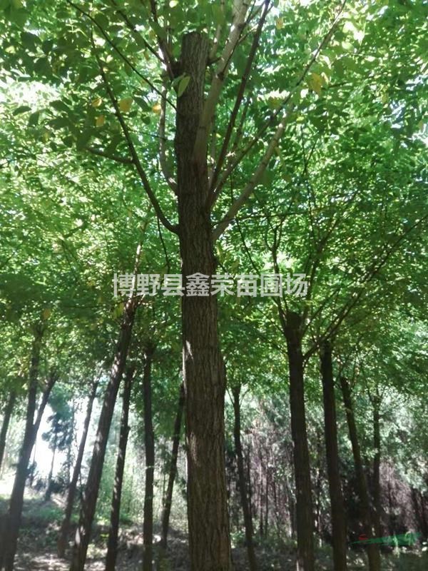2公分洋槐價(jià)格4公分洋槐