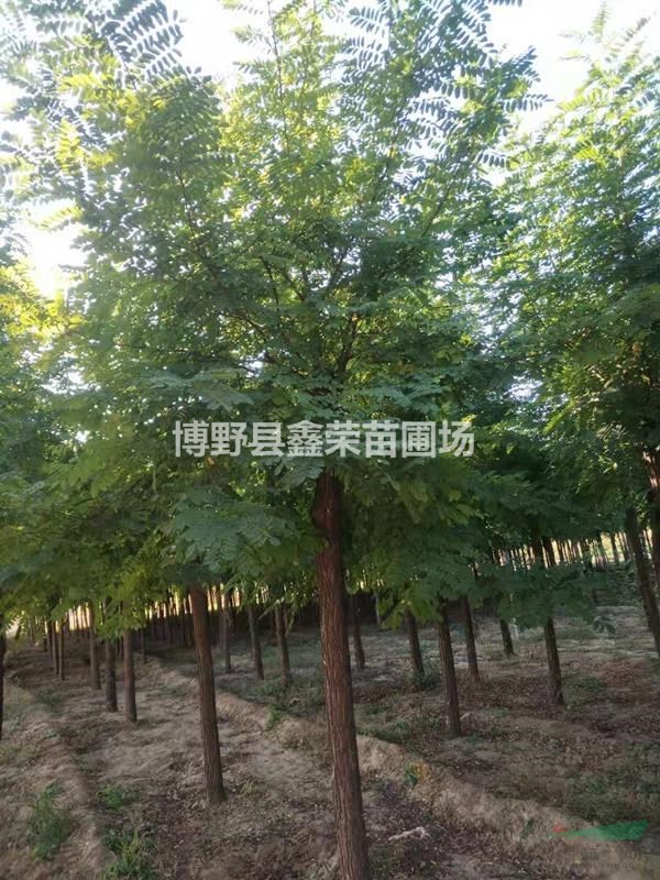 2公分洋槐價(jià)格4公分洋槐