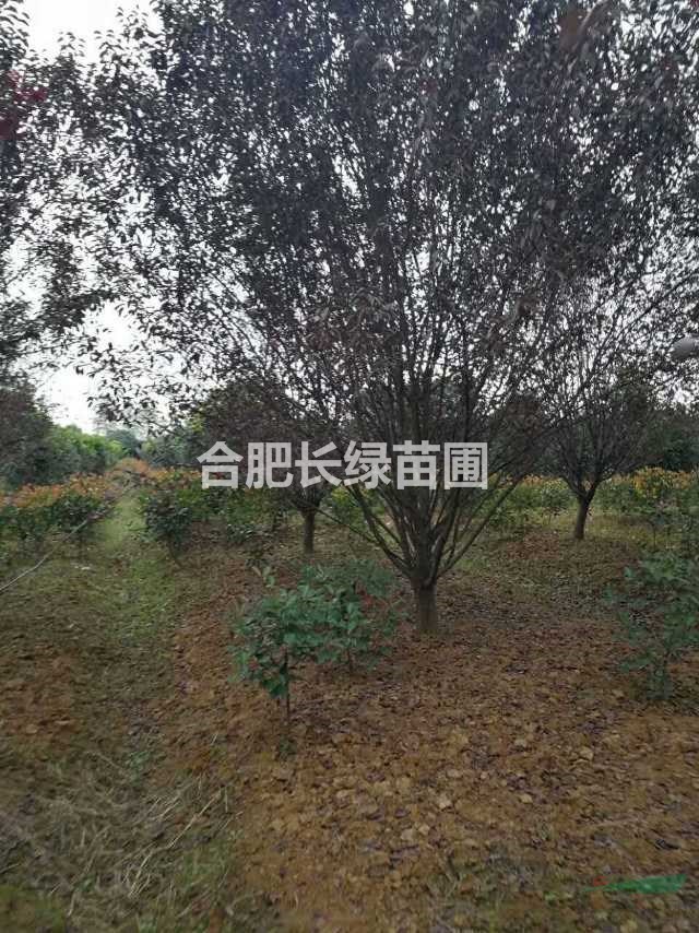 安徽肥西地徑2－15公分紅花玉蘭，三角楓，紅葉李，大葉女貞