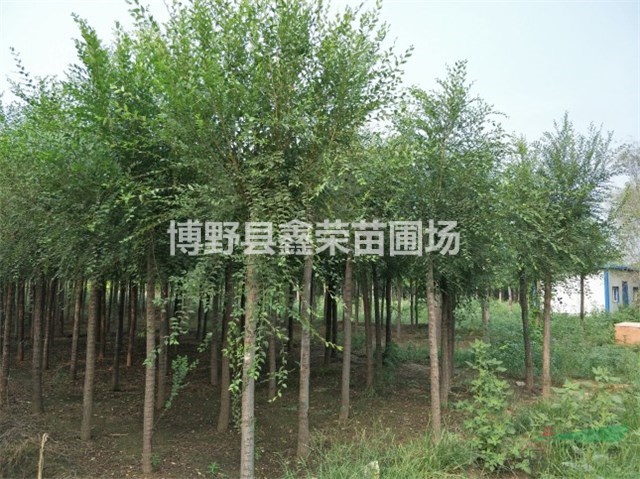 2公分白榆價(jià)格4公分白榆