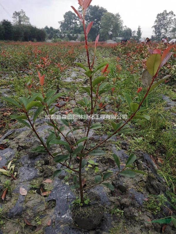 紅葉石楠16杯基地 紅葉石楠工程苗 紅葉石楠價格
