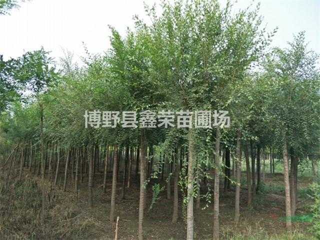 15公分白榆批發(fā)17公分白榆