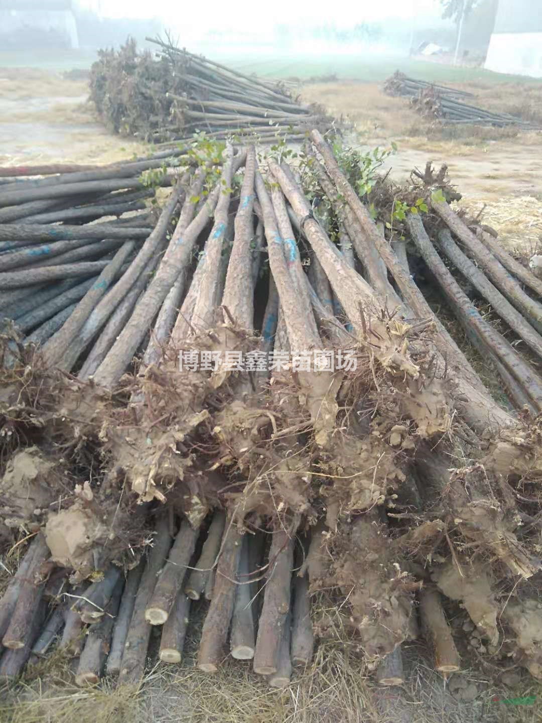 15公分白榆批發(fā)17公分白榆