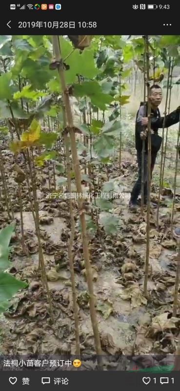 出售法桐小苗