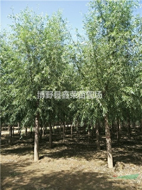 20公分速生柳價(jià)格22公分速生柳