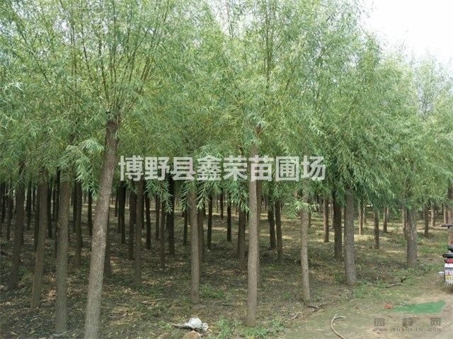 8公分饅頭柳產(chǎn)地12公分饅頭柳