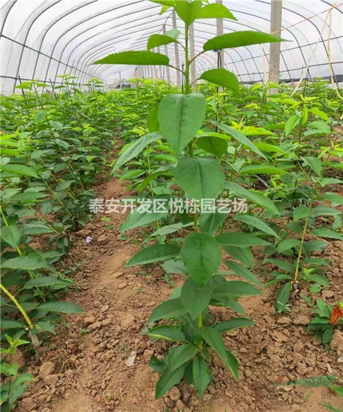 矮化嫁接櫻桃樹(shù)苗價(jià)格 美早櫻桃苗 俄羅斯8號(hào)櫻桃苗批發(fā)