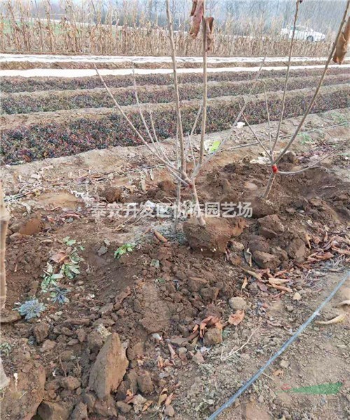 矮化嫁接櫻桃樹(shù)苗價(jià)格 美早櫻桃苗 俄羅斯8號(hào)櫻桃苗批發(fā)