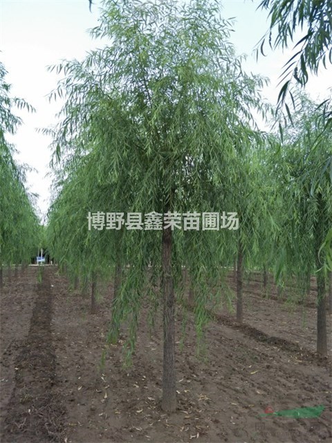 15公分垂柳批發(fā)17公分垂柳