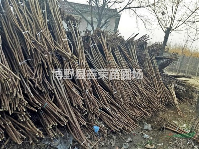 6公分火炬樹(shù)多少錢10公分火炬樹(shù)