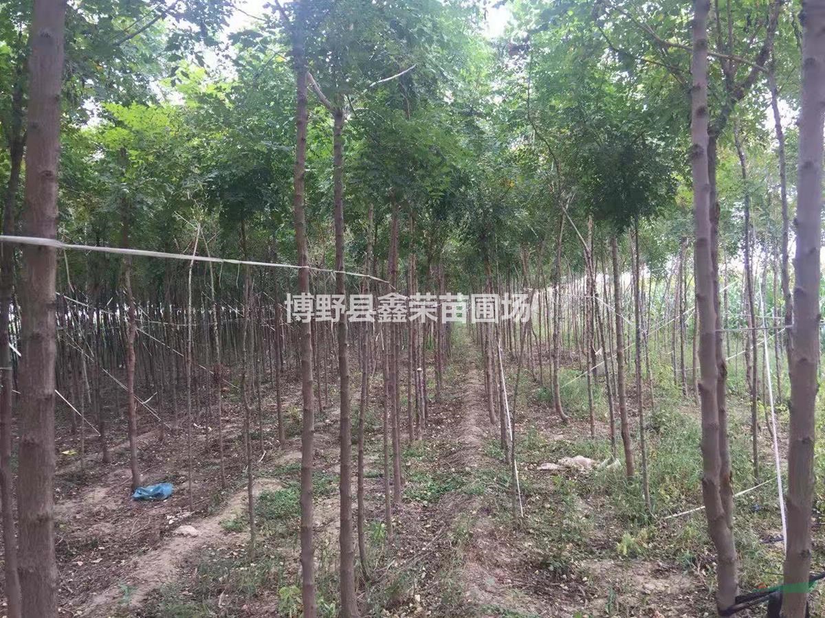 2公分欒樹價(jià)格4公分欒樹