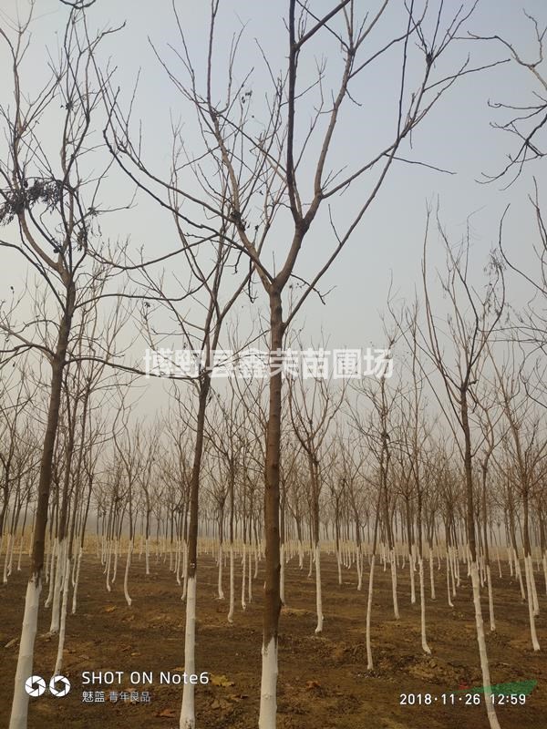 6公分欒樹報(bào)價(jià)8公分欒樹