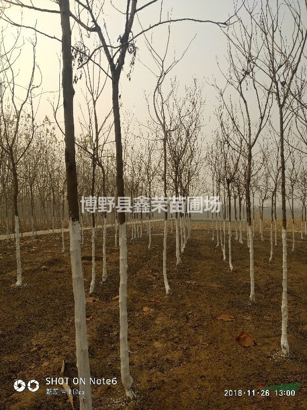 15公分欒樹(shù)批發(fā)17公分欒樹(shù)
