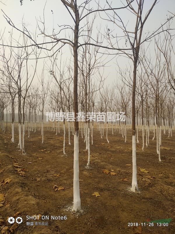 20公分欒樹價(jià)格22公分欒樹