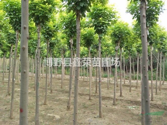 3公分白蠟產(chǎn)地5公分白蠟
