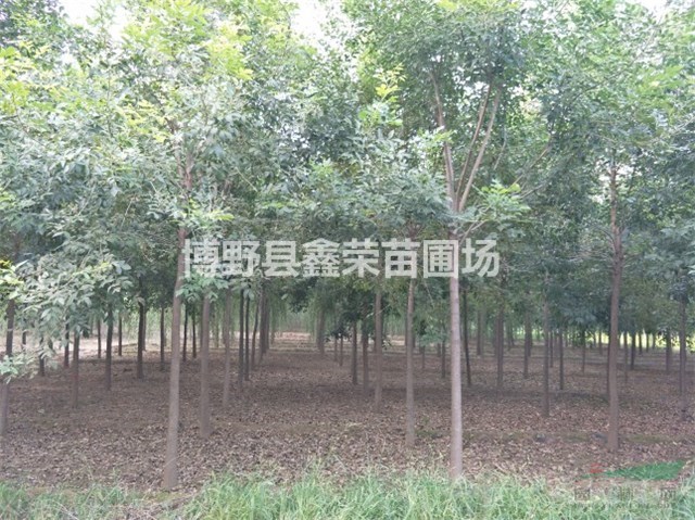 15公分白蠟批發(fā)17公分白蠟