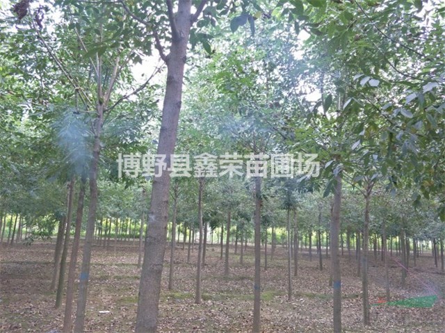 18公分白蠟出售19公分白蠟
