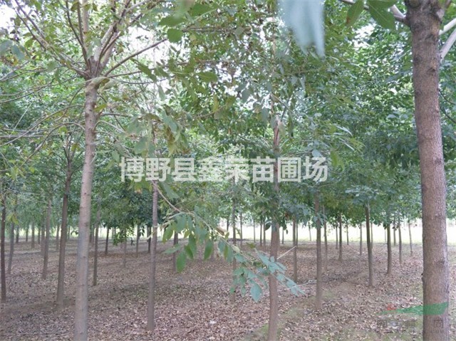 20公分白蠟價格22公分白蠟