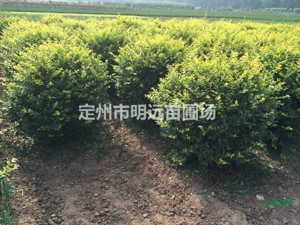 定州市明远苗圃场金叶女贞球高1米冠幅1米批发价格