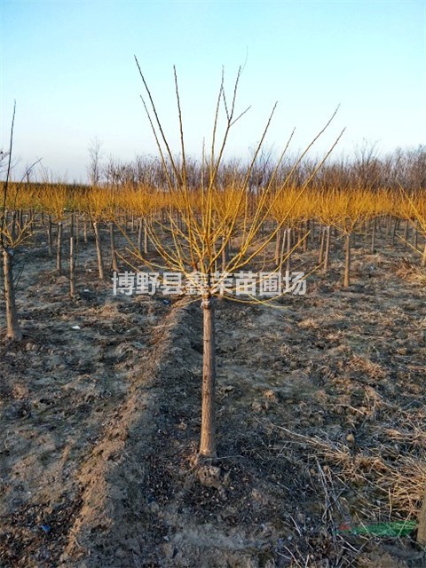 6公分金枝槐報(bào)價(jià)8公分金枝槐