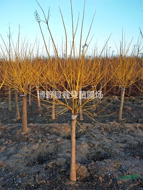 10公分金枝槐哪有12公分金枝槐