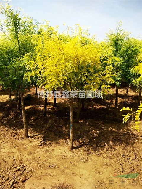 11公分金葉槐樹(shù)苗13公分金葉槐