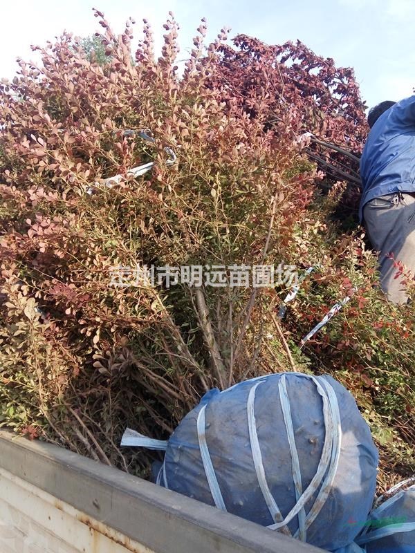 定州市明远苗圃场冠幅80公分100公分红叶小檗球价格