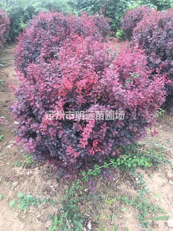 定州市明远苗圃场冠幅80公分100公分红叶小檗球价格