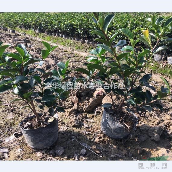 浙江茶梅價(jià)格多少錢 金華茶梅大杯苗報(bào)價(jià)格表 苗圃采購(gòu)批發(fā)袋苗