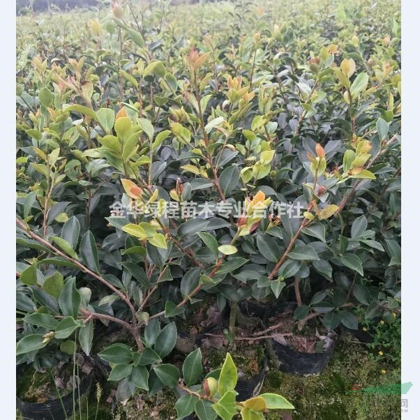 浙江茶梅價(jià)格多少錢 金華茶梅大杯苗報(bào)價(jià)格表 苗圃采購(gòu)批發(fā)袋苗