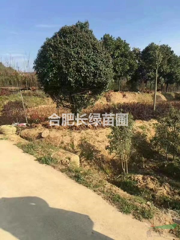 安徽合肥苗圃小葉金桂，紅葉李，櫻花，叢生紅花紫薇，肥西苗木