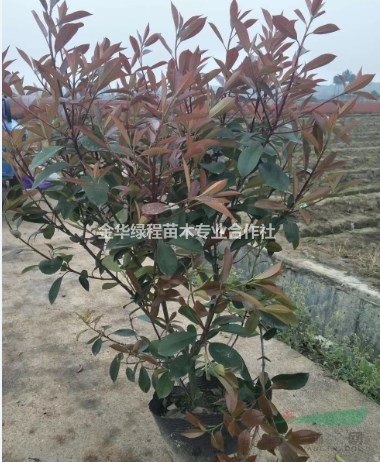 浙江紅葉石楠基地在哪 金華紅葉石楠價(jià)格大桶苗行情工程苗圃批發(fā)