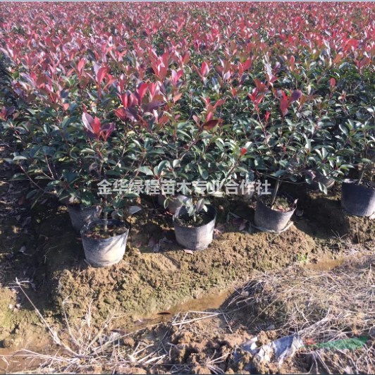 浙江紅葉石楠基地在哪 金華紅葉石楠價(jià)格大桶苗行情工程苗圃批發(fā)