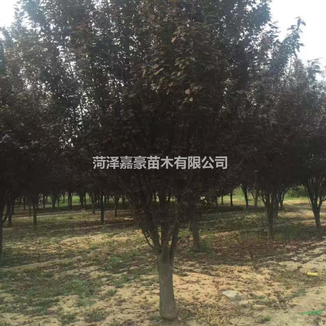 10公分紫葉李樹價格