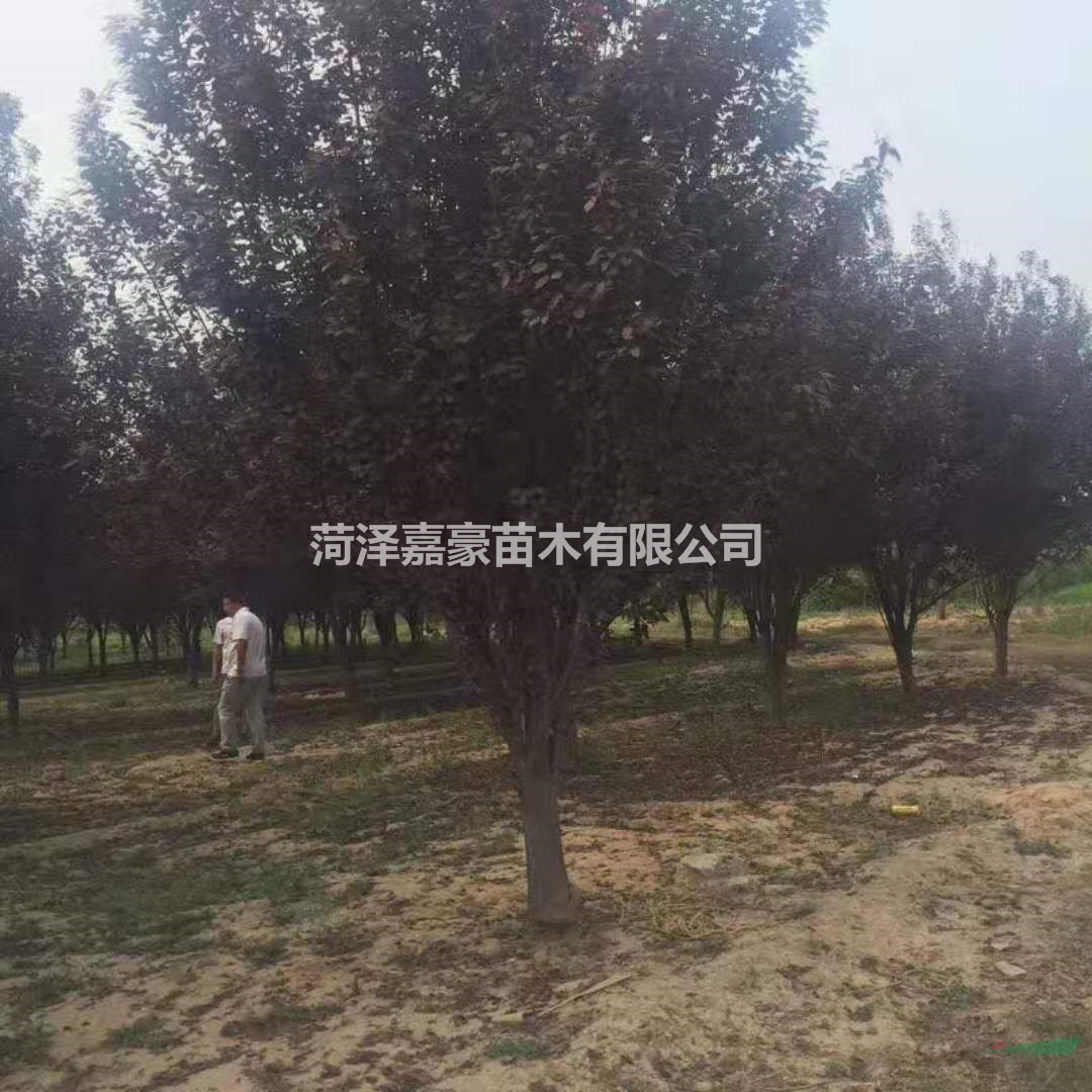 10公分紫葉李樹價格